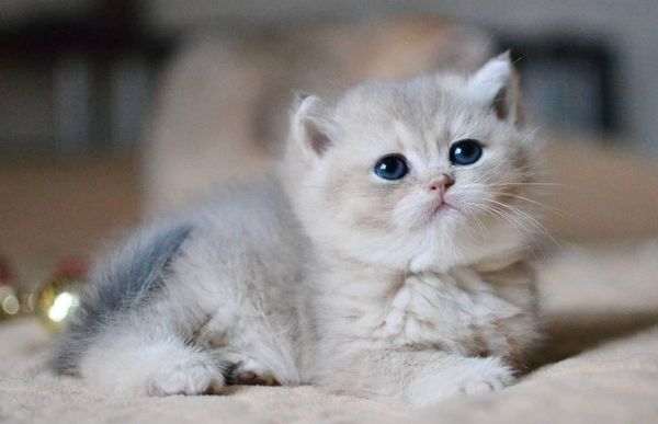 British Shorthair