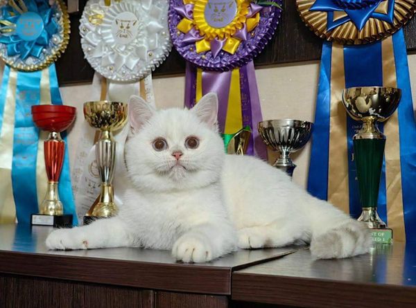 British Shorthair