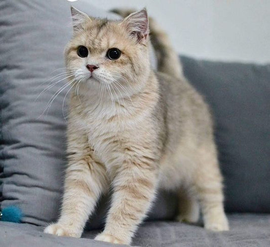 British Shorthair