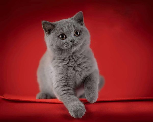 British Shorthair