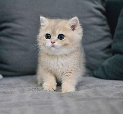 British Shorthair