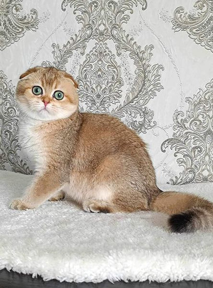 Scottish Fold