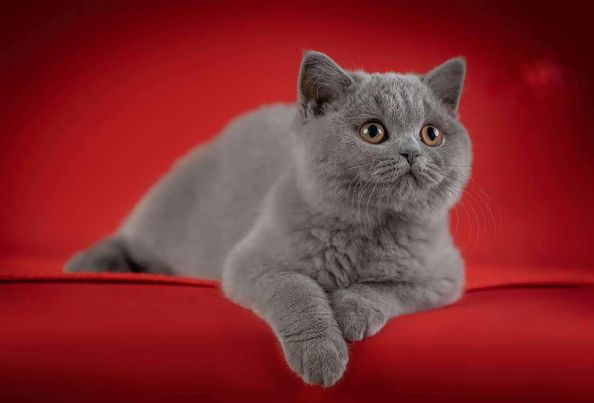 British Shorthair