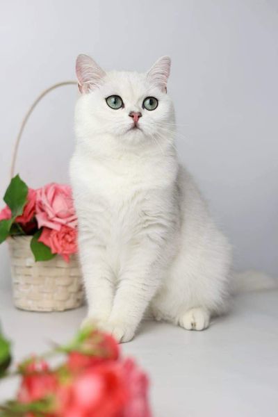 British Shorthair