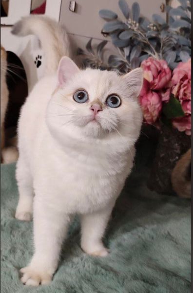 British Shorthair