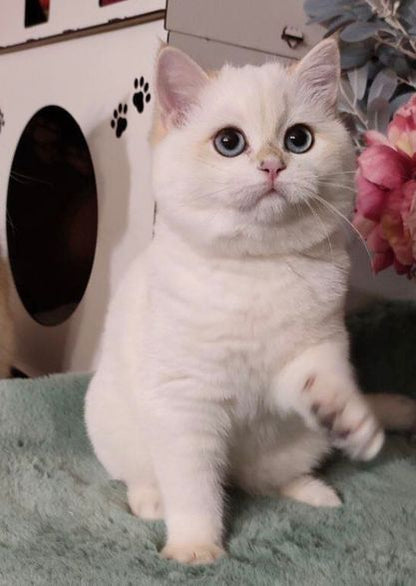 British Shorthair