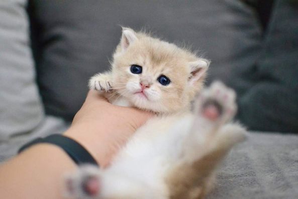 British Shorthair