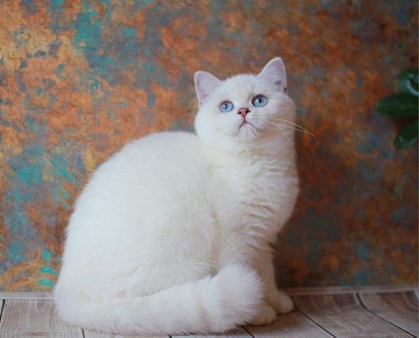 British Shorthair