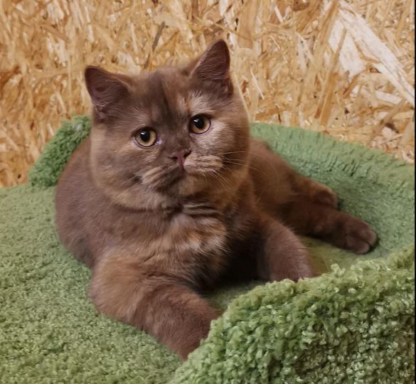 British Shorthair