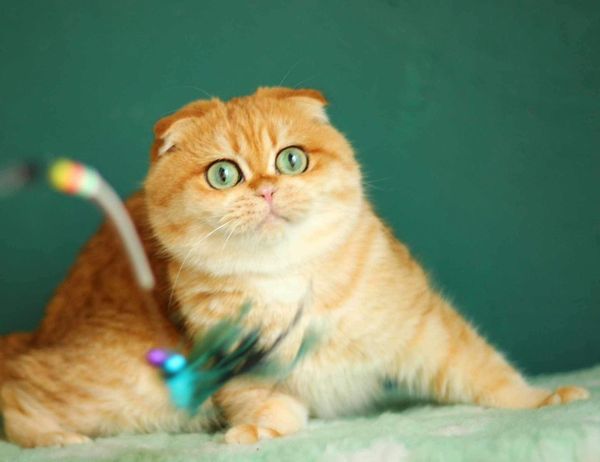 Scottish Fold