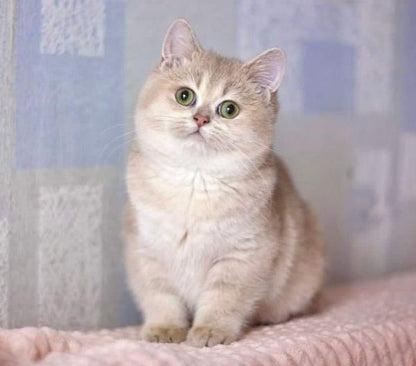 British Shorthair