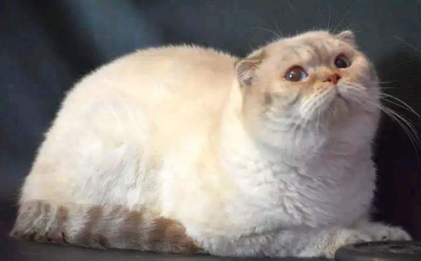 Scottish Fold