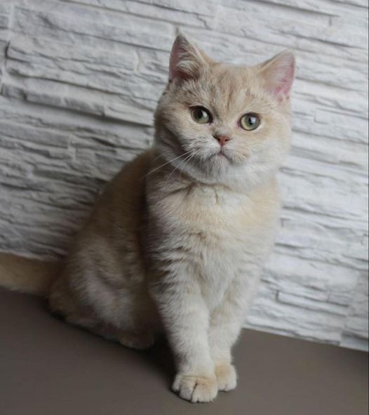 British Shorthair