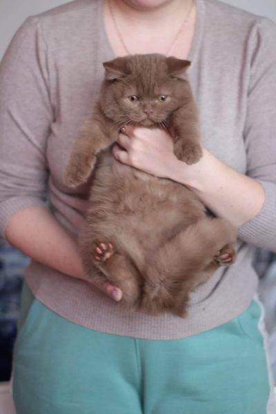 British Shorthair