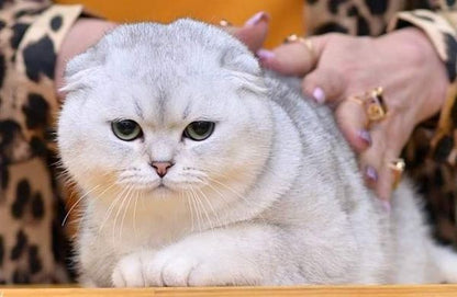 Scottish Fold