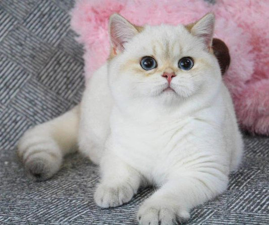 British Shorthair