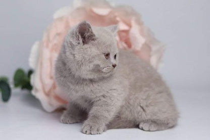 British Shorthair