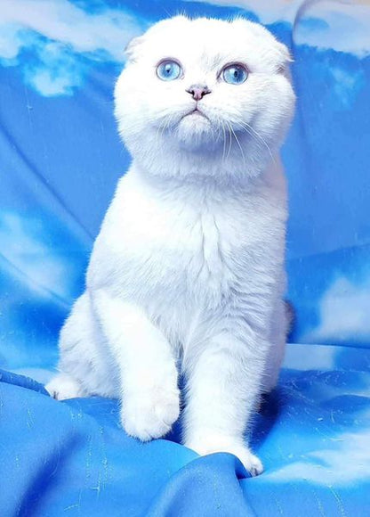 Scottish Fold