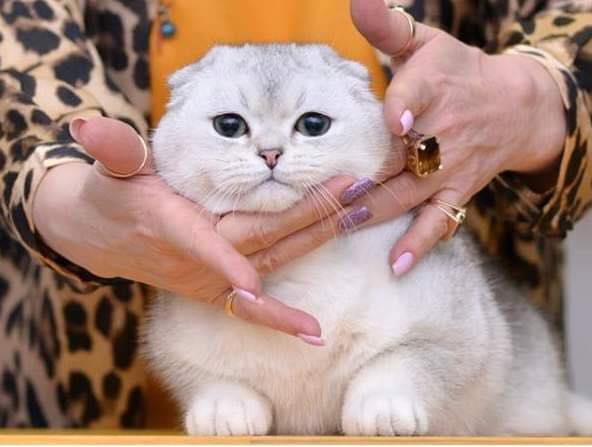 Scottish Fold