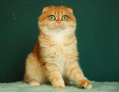 Scottish Fold