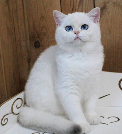 British Shorthair