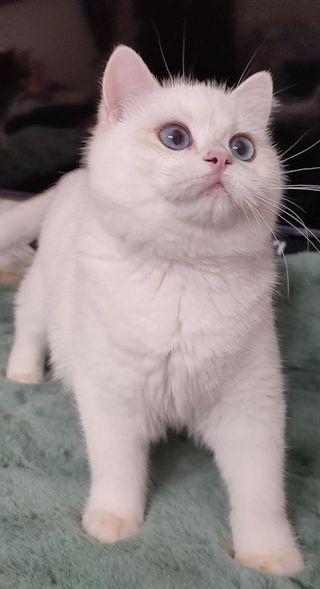 British Shorthair