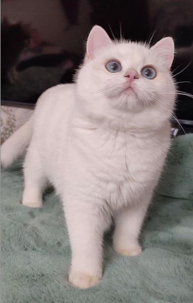 British Shorthair