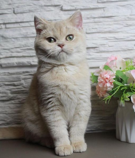 British Shorthair