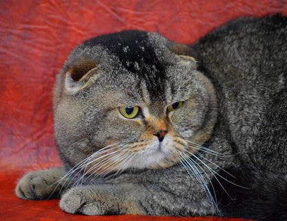 Scottish Fold