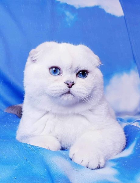 Scottish Fold