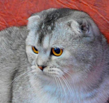 Scottish Fold