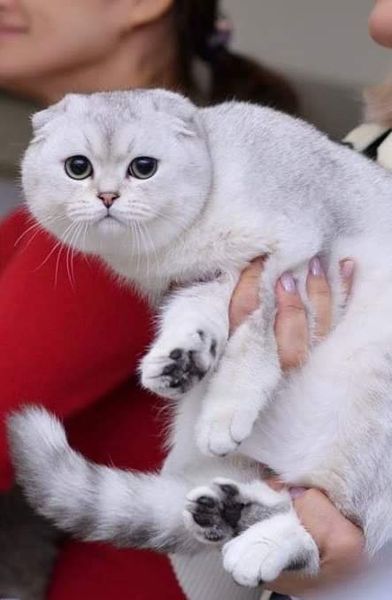 Scottish Fold