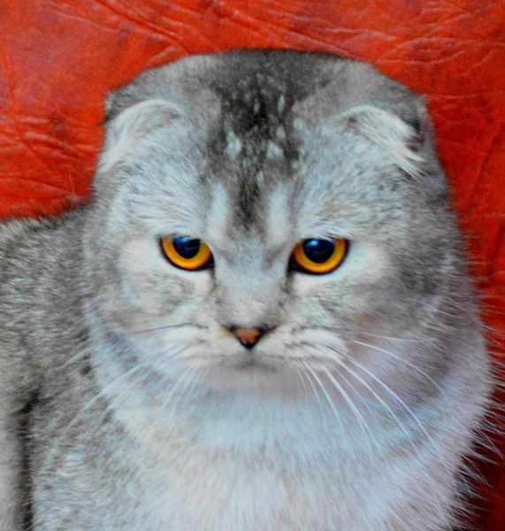 Scottish Fold