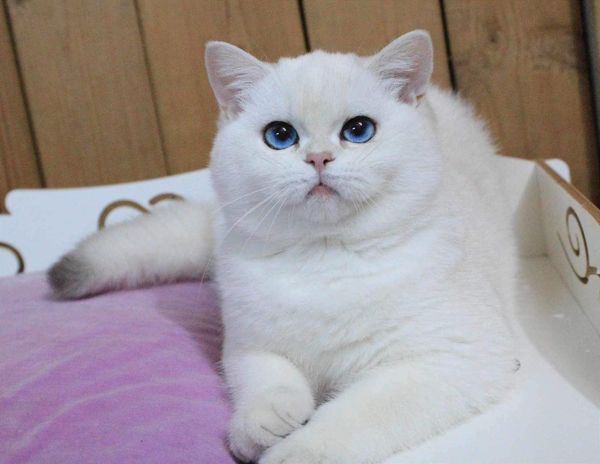 British Shorthair