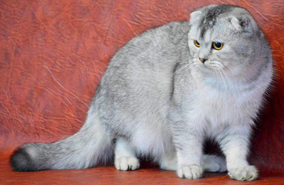 Scottish Fold