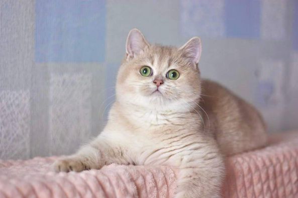 British Shorthair