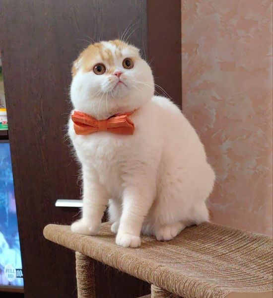 Scottish Fold