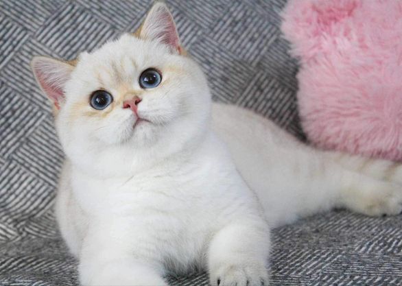 British Shorthair