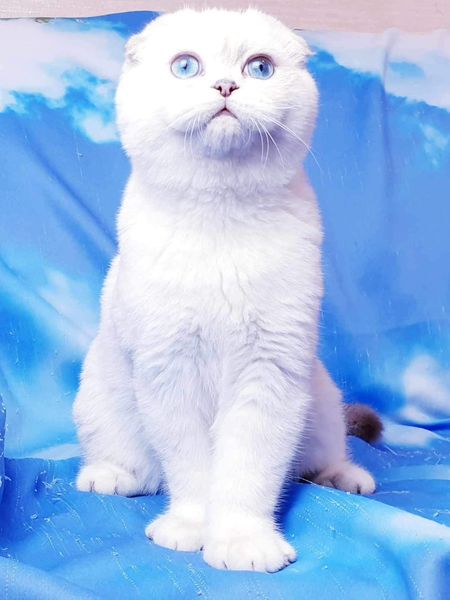 Scottish Fold