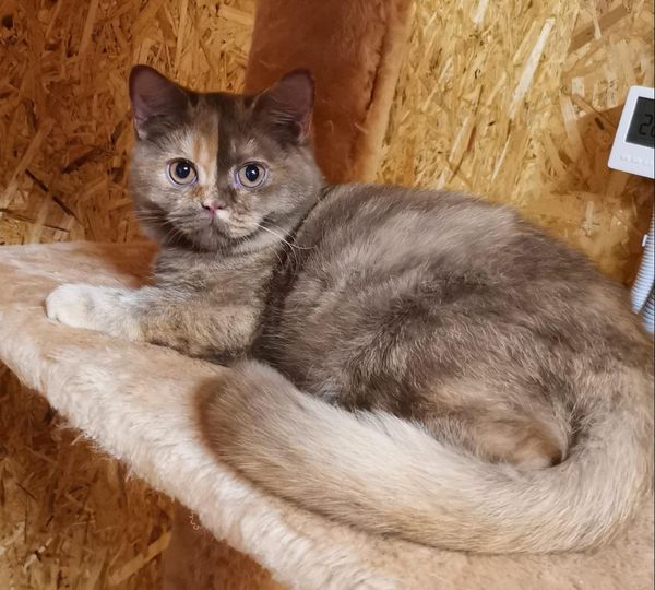 British Shorthair