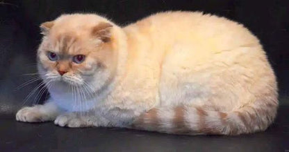 Scottish Fold