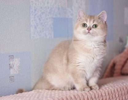 British Shorthair