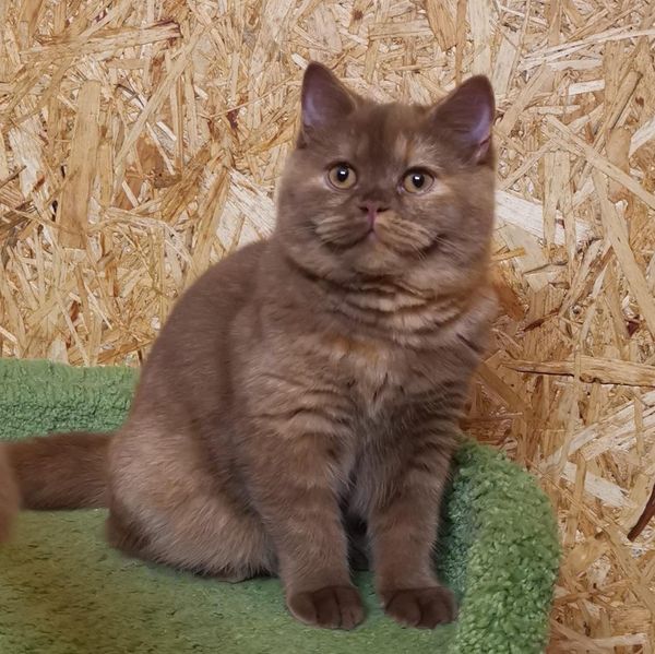 British Shorthair