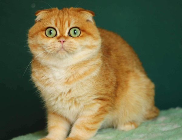 Scottish Fold