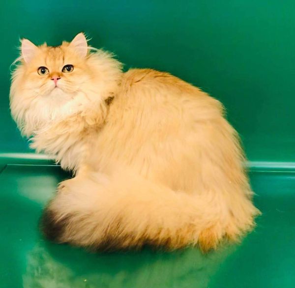 British Longhair