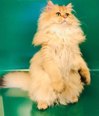 British Longhair