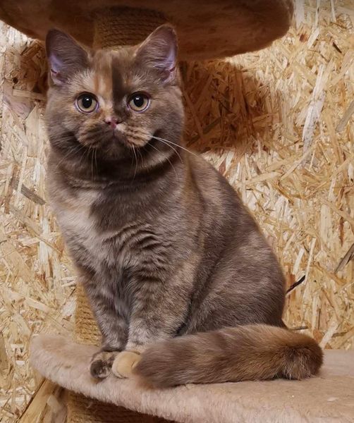 British Shorthair