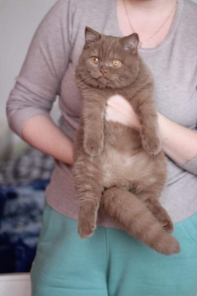 British Shorthair