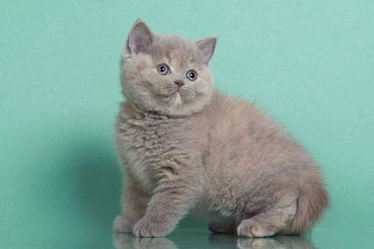 British Shorthair