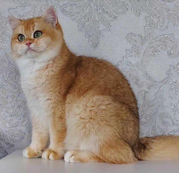 British Shorthair